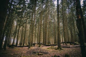 Flowtrail Feldberg